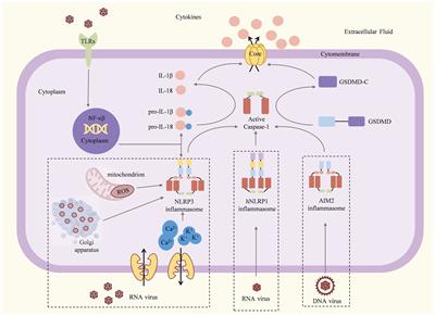 Inflammasome activation by viral infection: mechanisms of activation and regulation